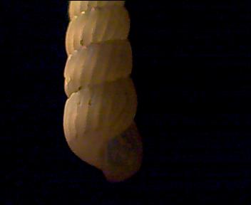 Turbonilla